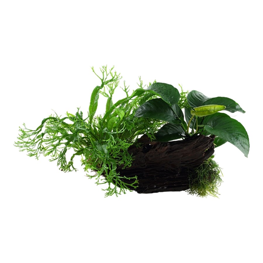 Microsorum & Anubias 'Duet' sur bois XL