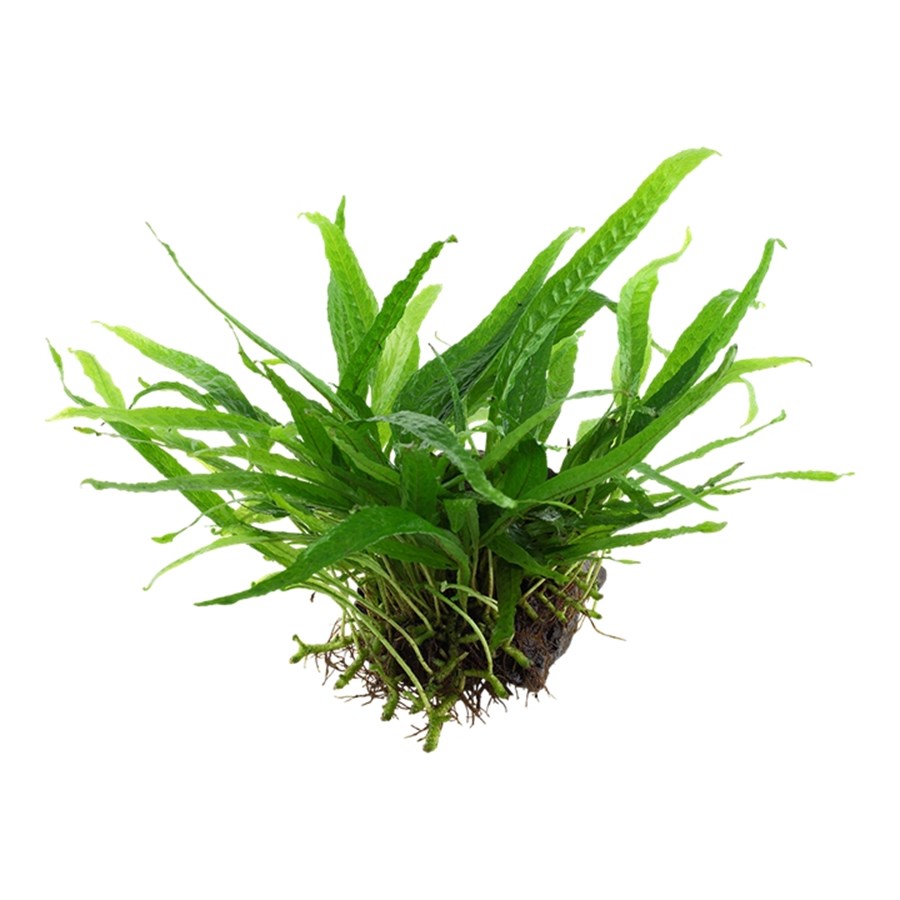 Microsorum pteropus 'Narrow' - YWS