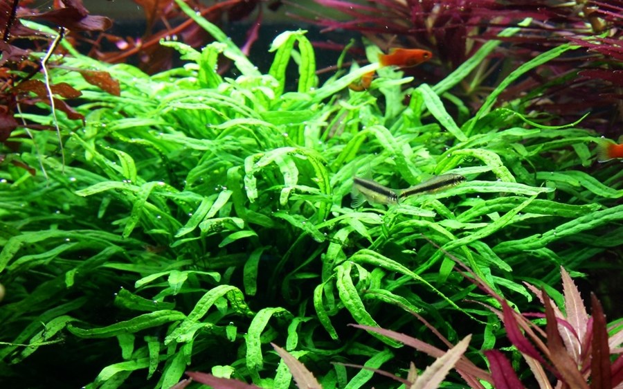 Microsorum pteropus 'Trident'  bois et ventouse (ZWS)