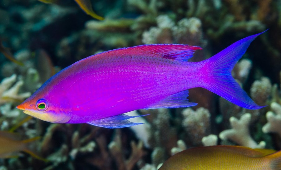 Mirolabrichthys tuka (male) (small)