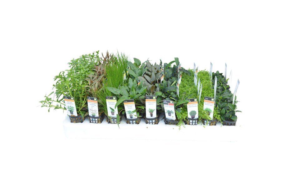 PLANTES MIXBOX V = Plantes Avant Plan - 54 POTS