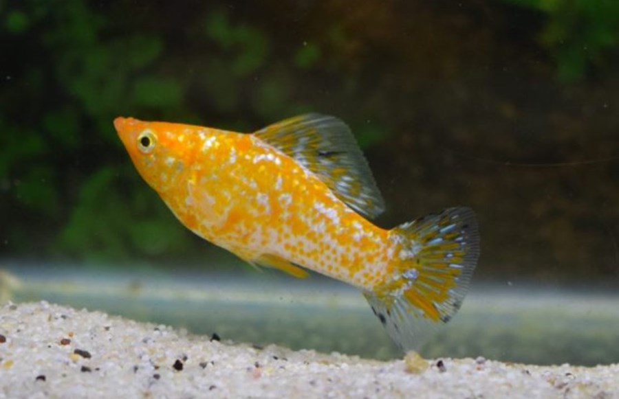 MOLLY (POECILIA LATIPINNA) GOLD SPOTTED 4CM