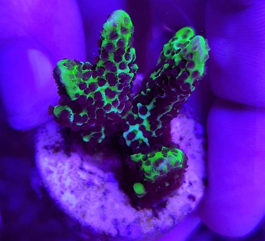 Montipora confusa (frag)