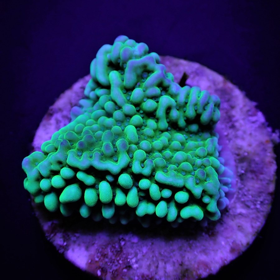 Montipora danae (Premium) (frag)