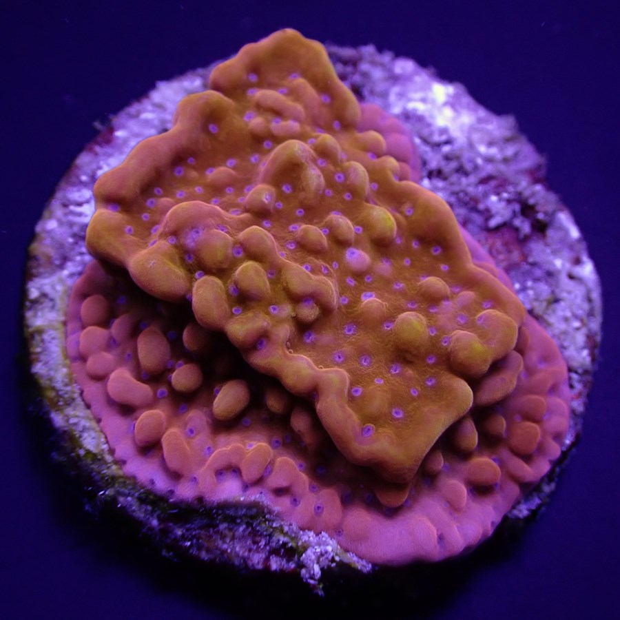 Montipora danae (Ultra) (frag)