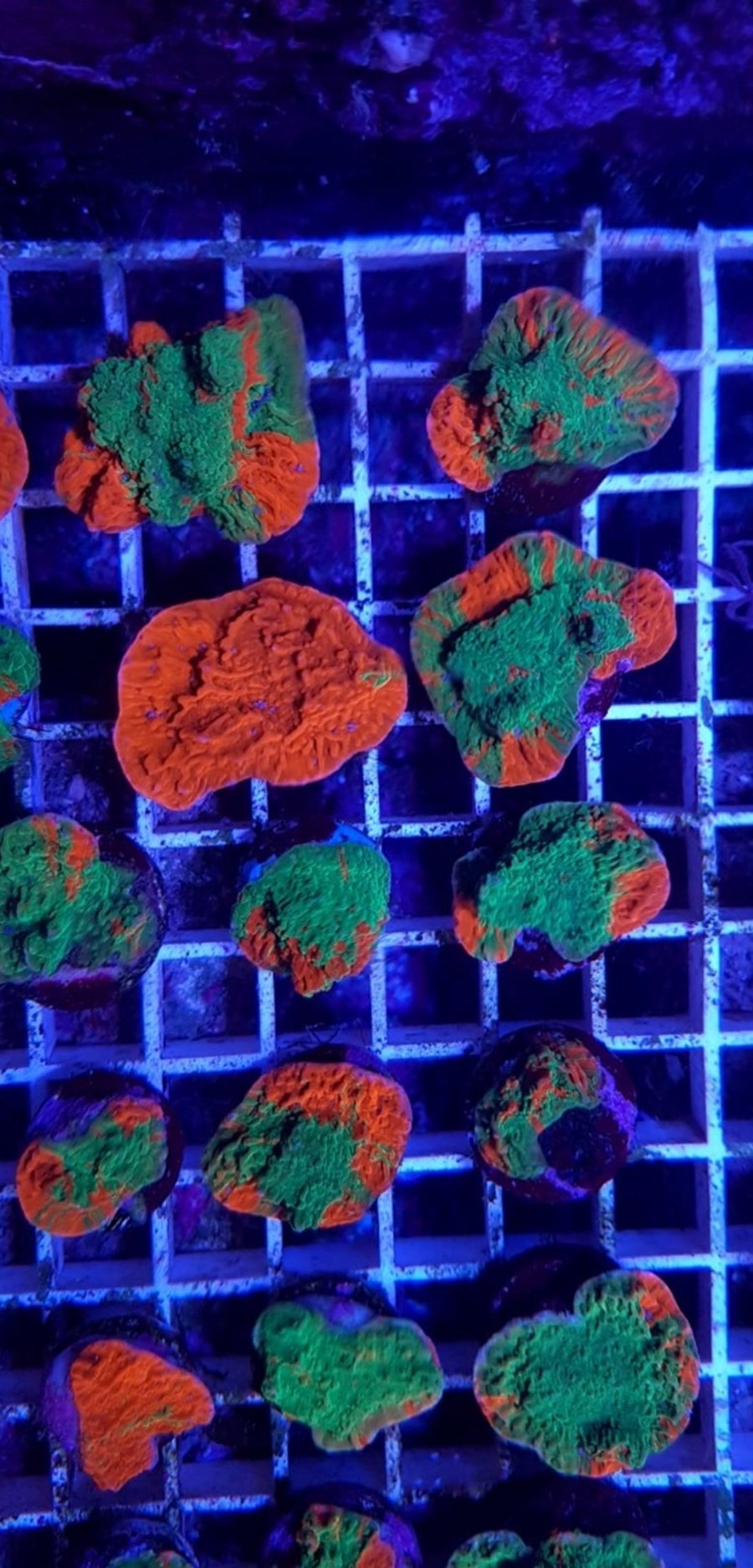 Montipora foliosa (Grafted)
