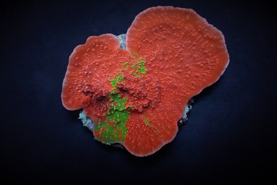 Montipora foliosa (Grafted)