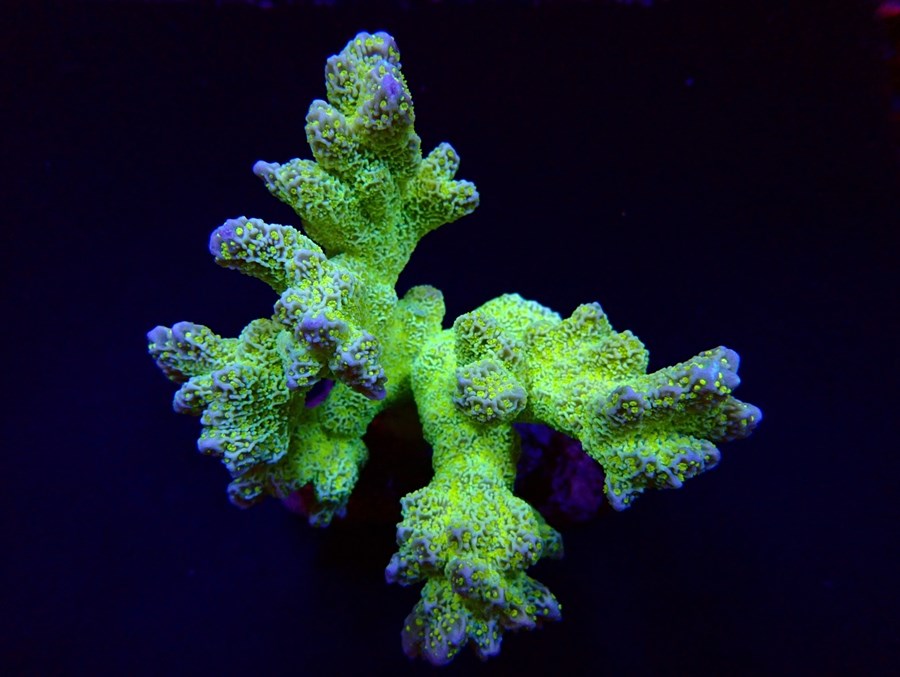 Montipora malampaya (élevage)