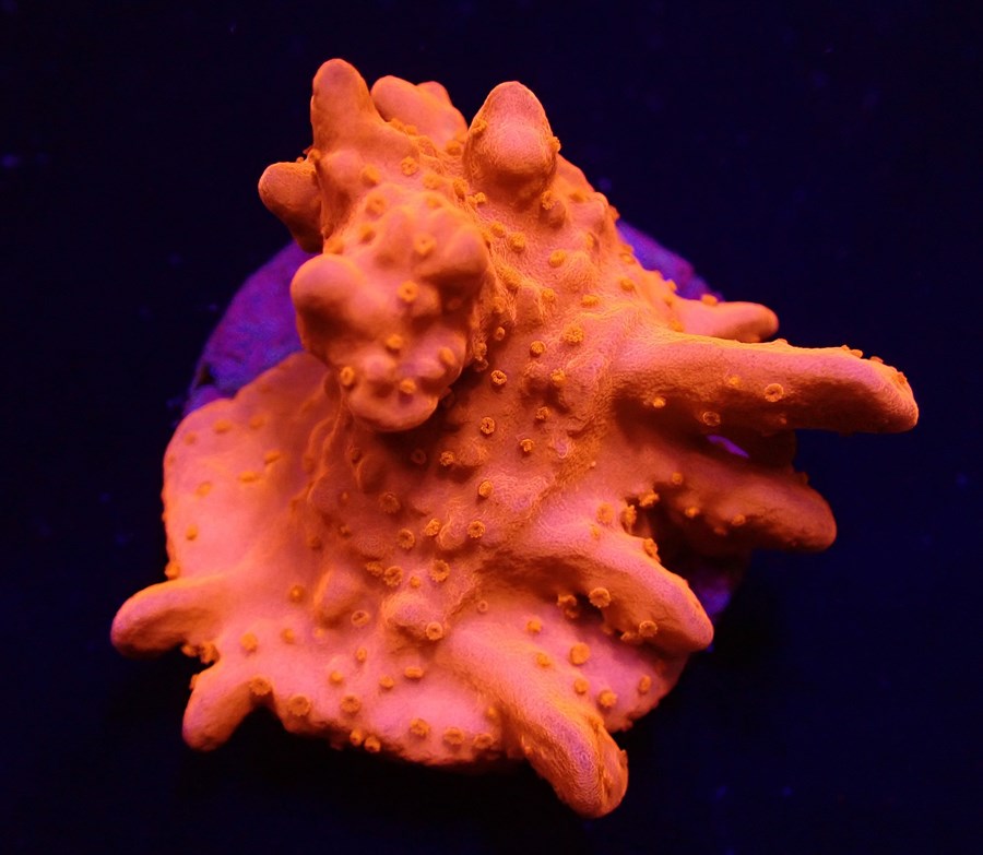 Montipora setosa (frag)