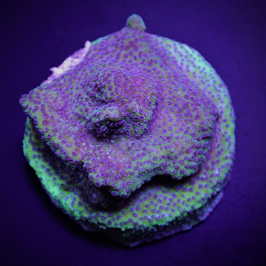 Montipora spp. (Blueberry Pie) (frag)