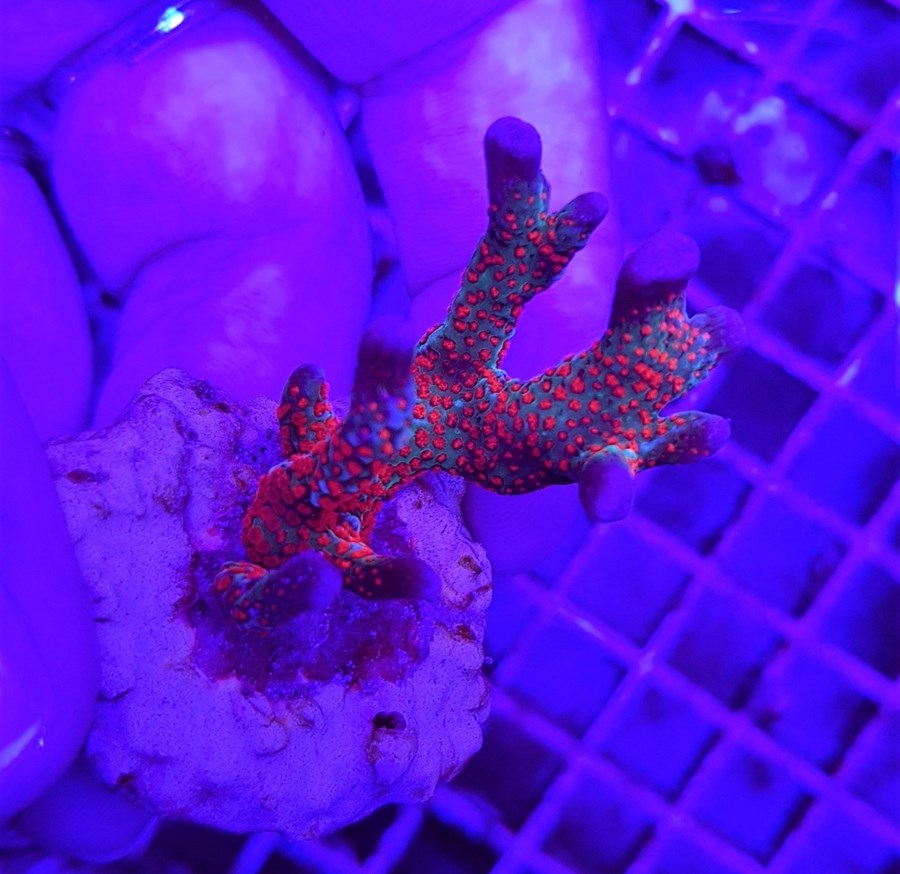 Montipora spp. (Branched) (Forest Fire) (frag)