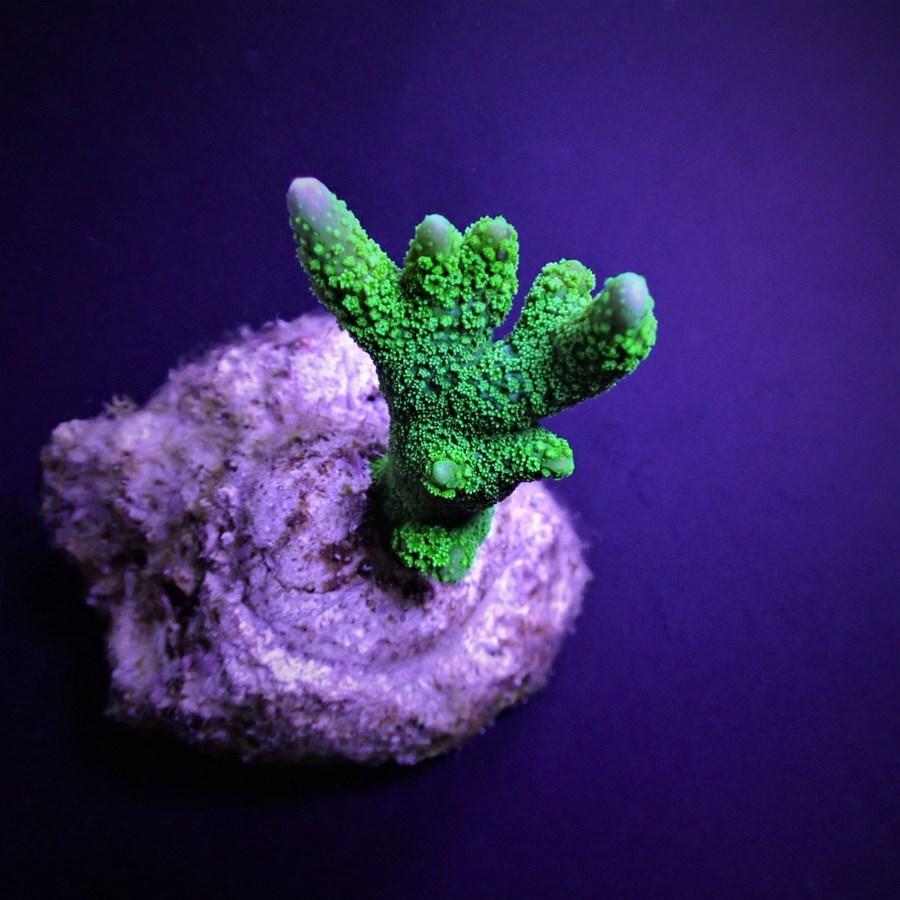 Montipora spp. (Branched) (Green) (frag)