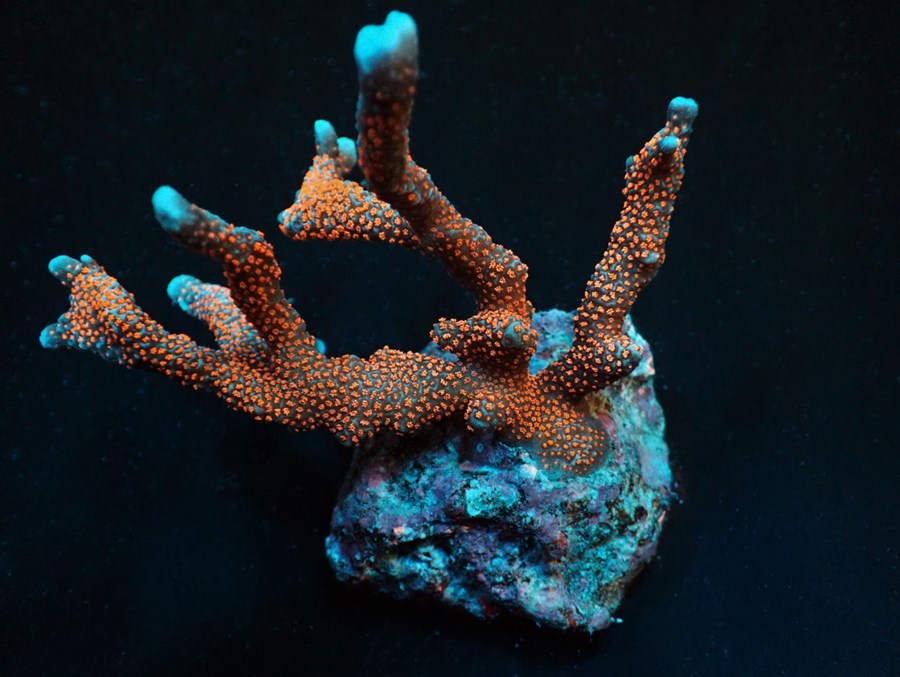 Montipora spp. (Branched) (Red polyp) (frag)