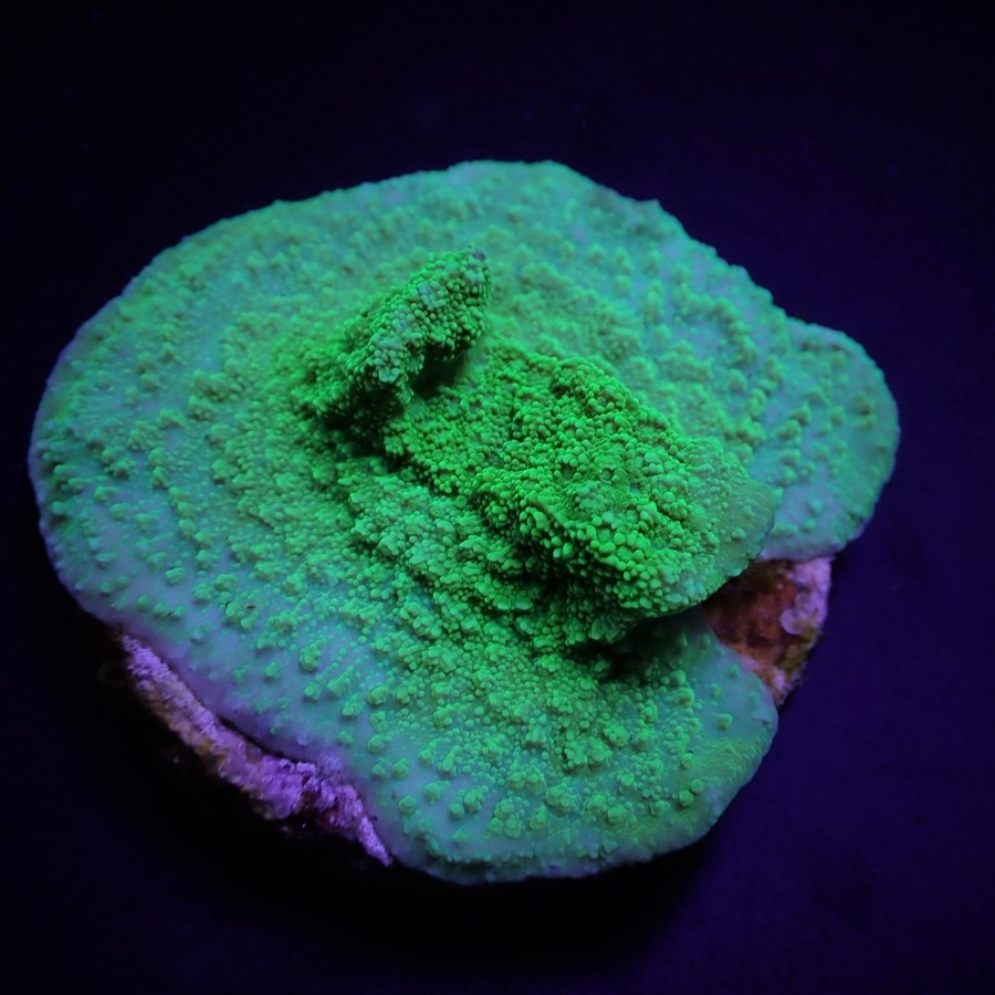 Montipora spp. (Encrusting) (Green) (frag)