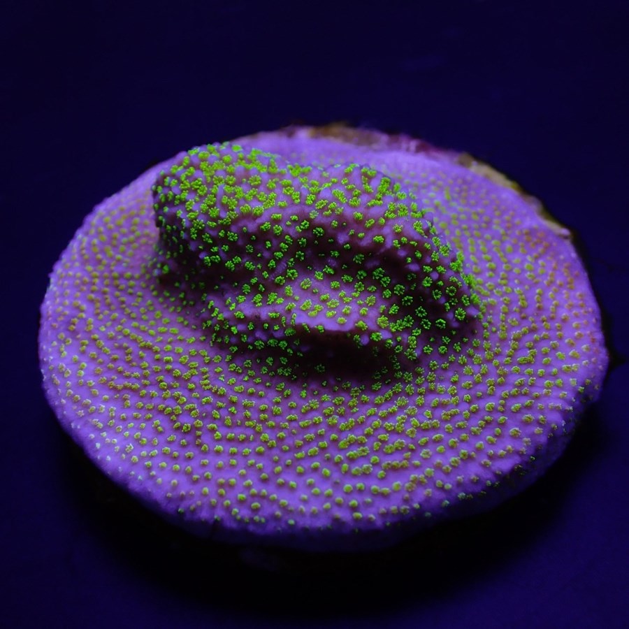 Montipora spp. (Encrusting) (Green polyp) (frag)