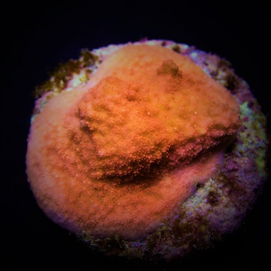 Montipora spp. (Encrusting) (Orange-Red) (frag)