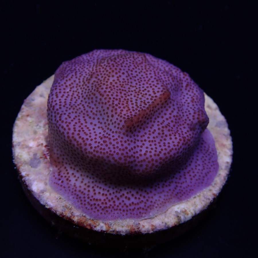 Montipora spp. (Encrusting) (Purple-Blue polyp) (frag)