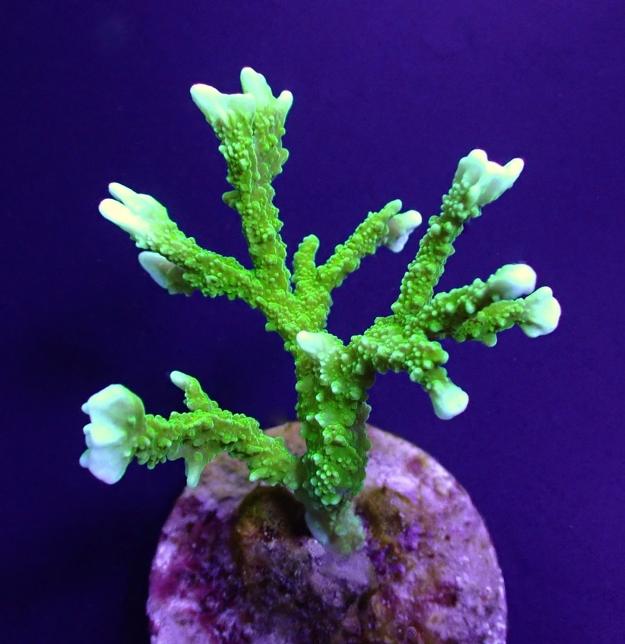 Montipora stellata (frag)