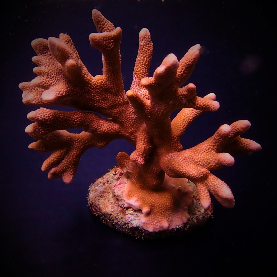 Montipora spp. (Branched) (Orange-Red) size M