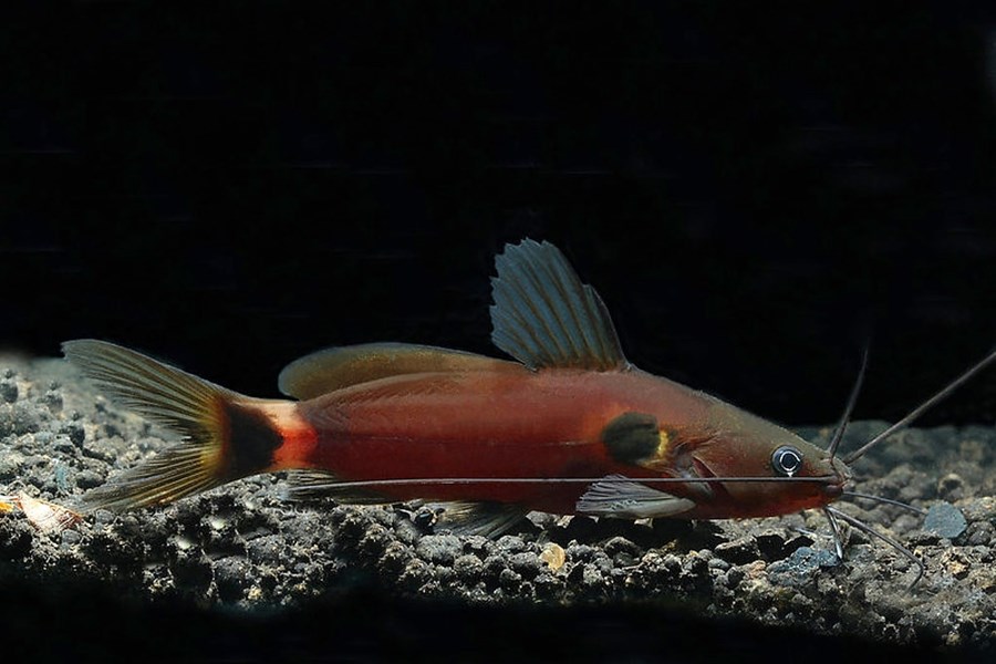 MYSTUS BIMACULATUS M 4-5cm