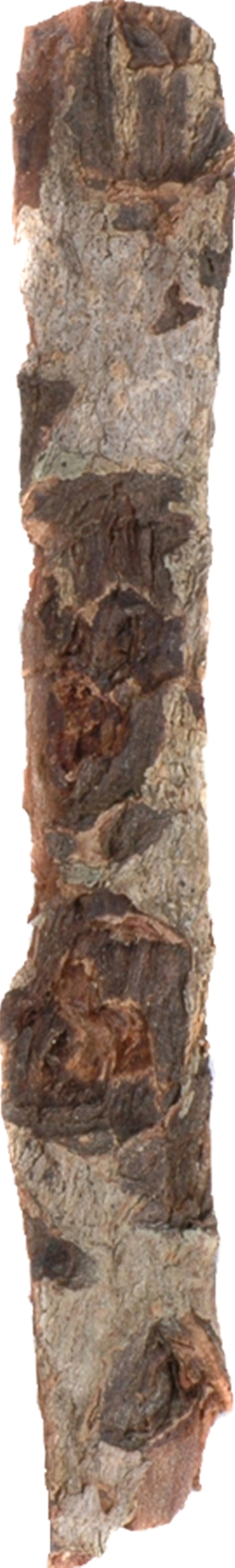 Nano Catappa bark