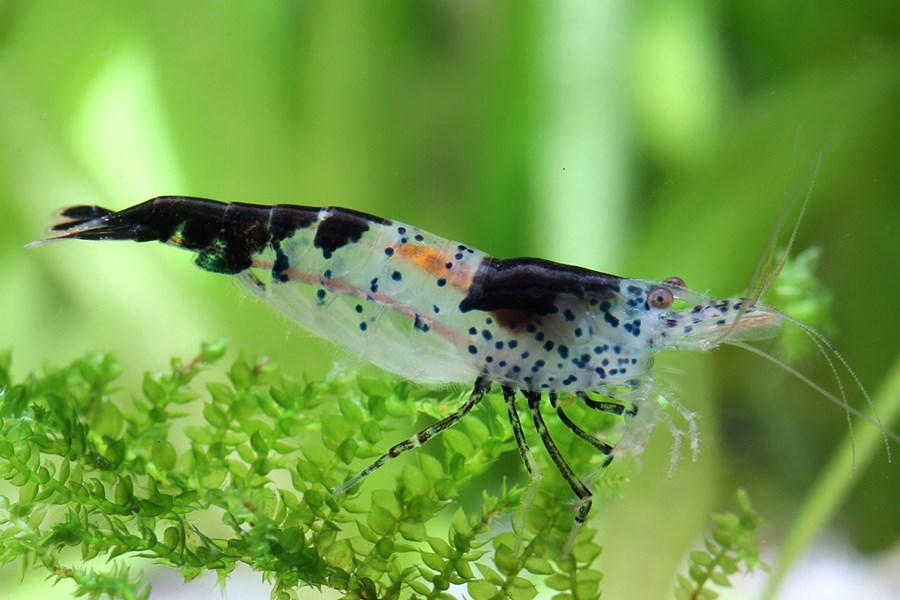 NEOCARIDINA DAVIDI RILI BLACK M