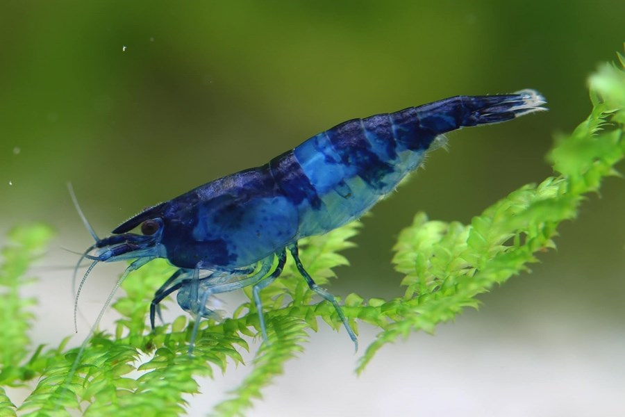 NEOCARIDINA DAVIDI RILI BLUE M