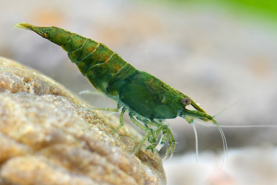 NEOCARIDINA DAVIDI GREEN JADE M