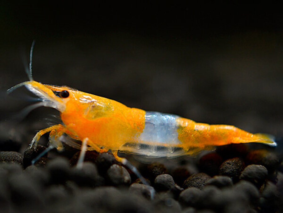 NEOCARIDINA DAVIDI RILI ORANGE M