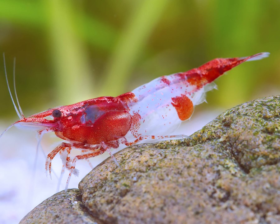 NEOCARIDINA DAVIDI RILI RED M