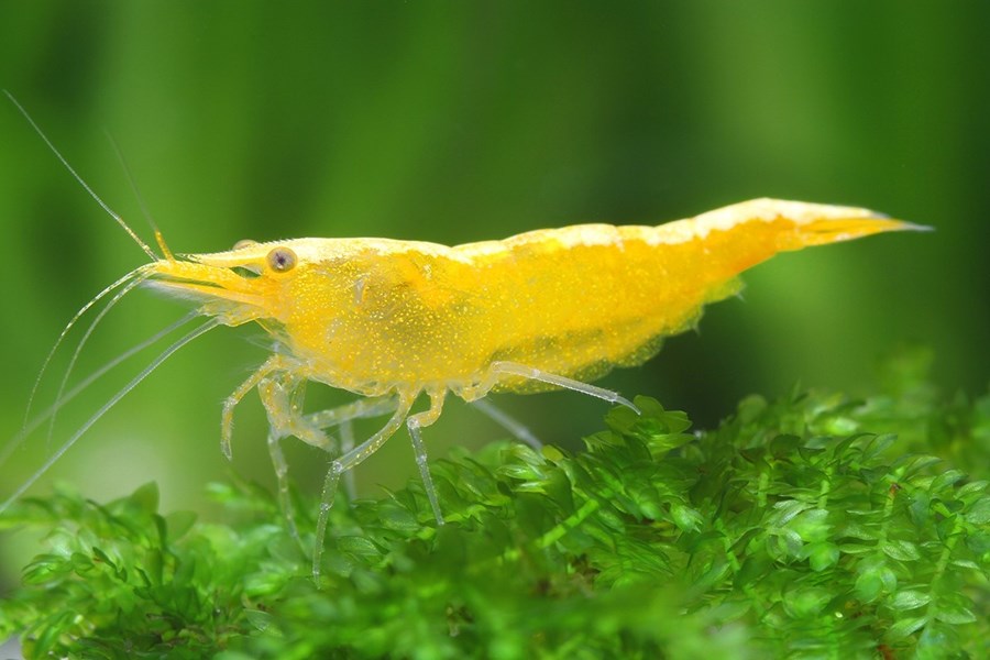 NEOCARIDINA DAVIDI YELLOW FIRE M