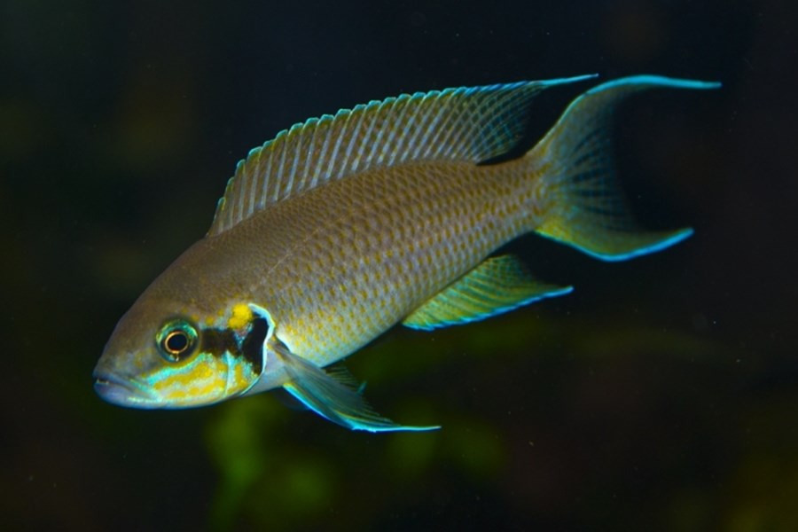 NEOLAMPROLOGUS BRICHARDI M 4-5cm