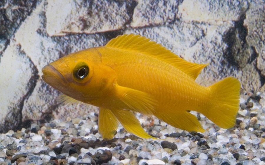 NEOLAMPROLOGUS LELEUPI M 3-4cm