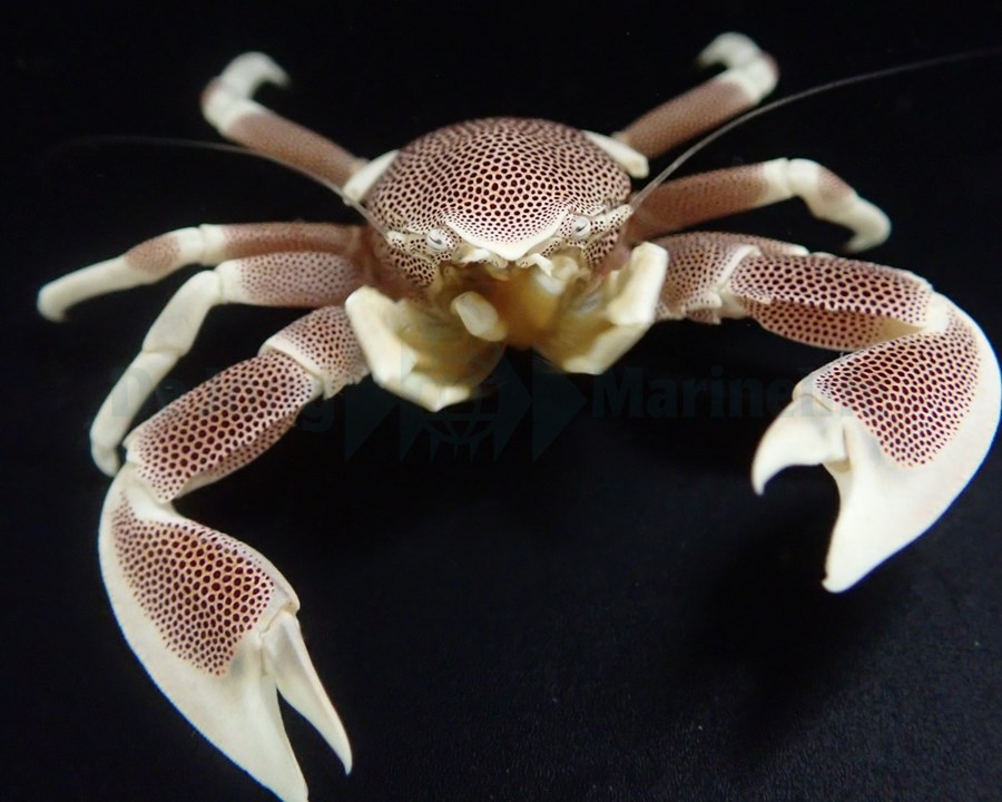 Neopetrolisthes maculatus