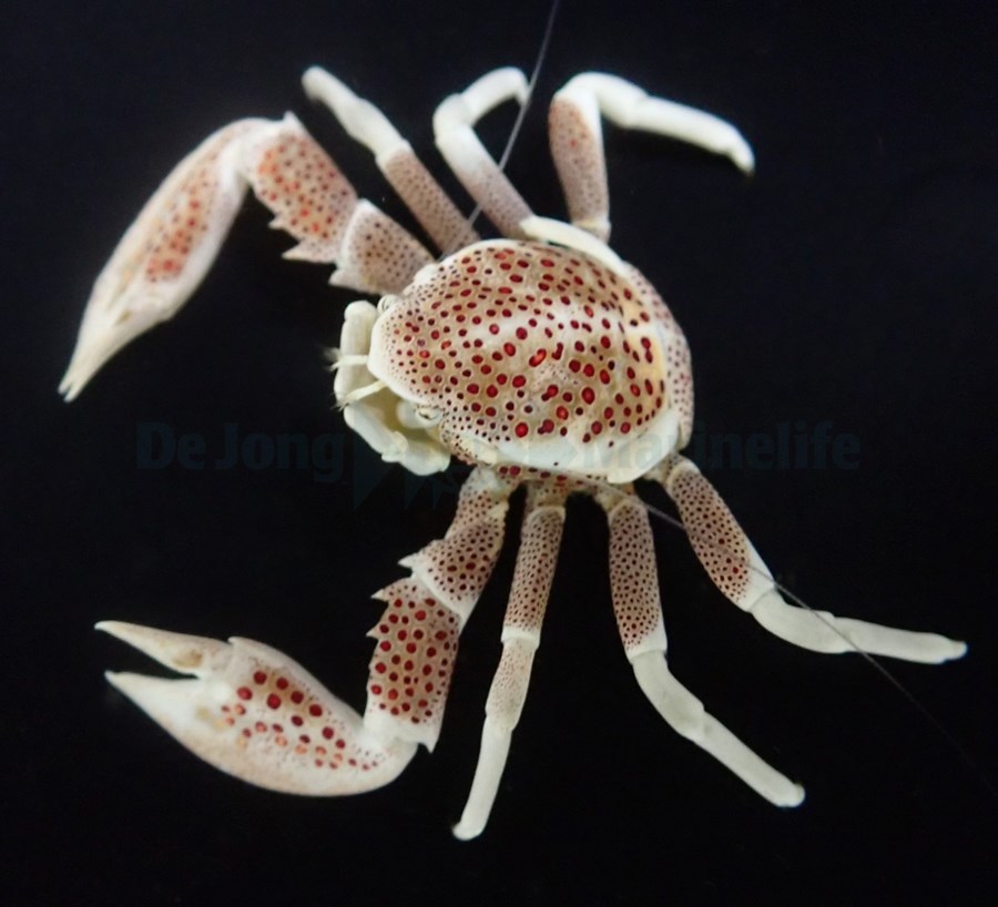 Neopetrolisthes oshimai