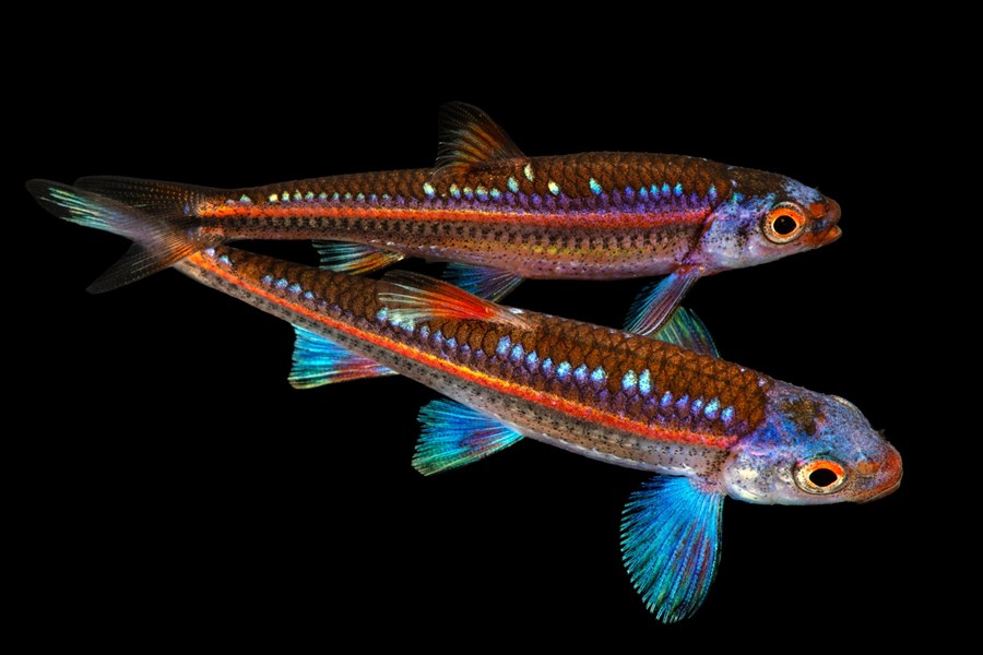 NOTROPIS CHROSOMUS TYPE 2 M 4-5cm