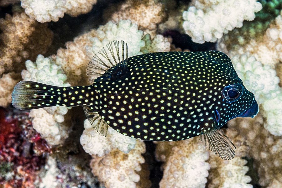 Ostracion meleagris (female) (small)