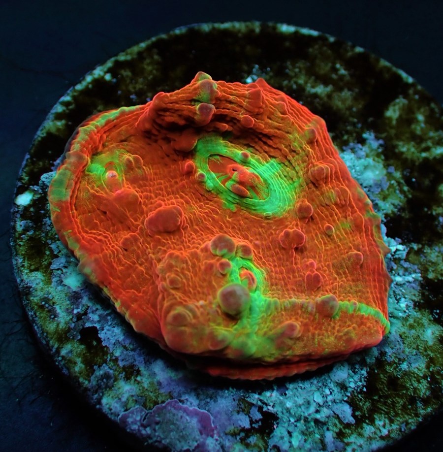 Oxypora spp. (Ultra) (frag)