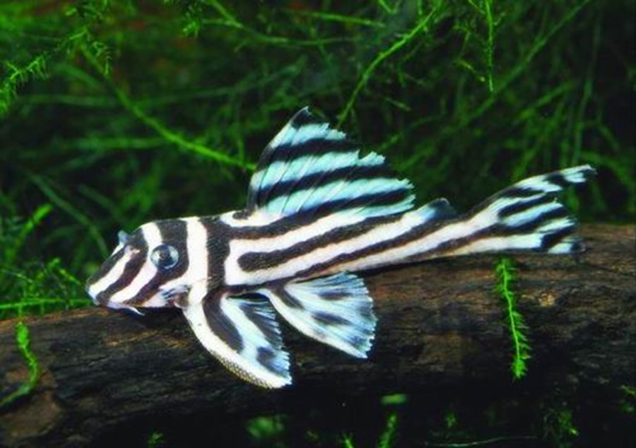 HYPANCISTRUS ZEBRA L46 S