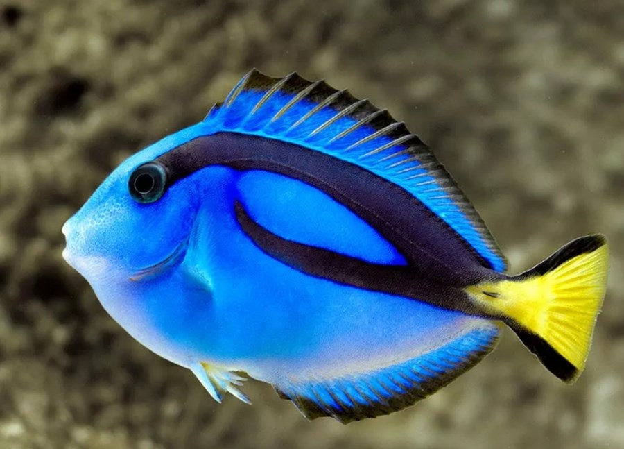 Paracanthurus hepatus juvenile (small)