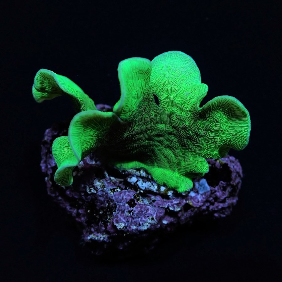 Pavona cactus (Green) (frag)