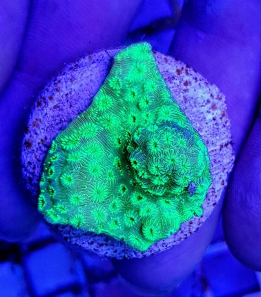 Pavona maldivensis (Green) (frag)