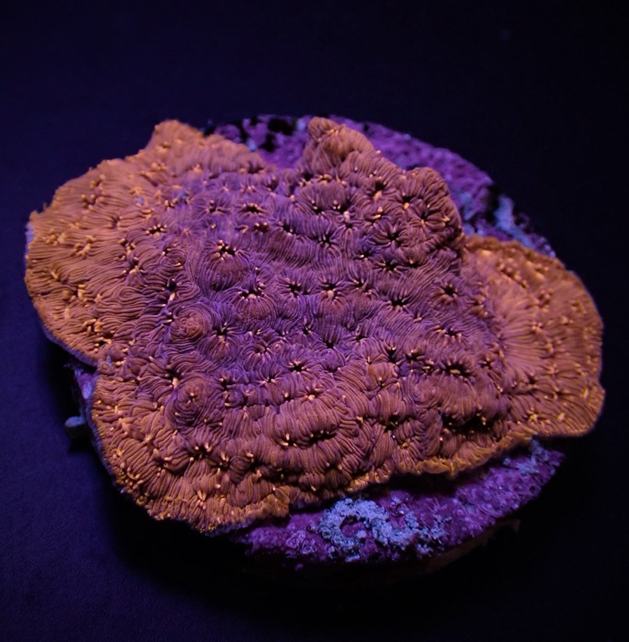 Pavona maldivensis (Orange) (frag)