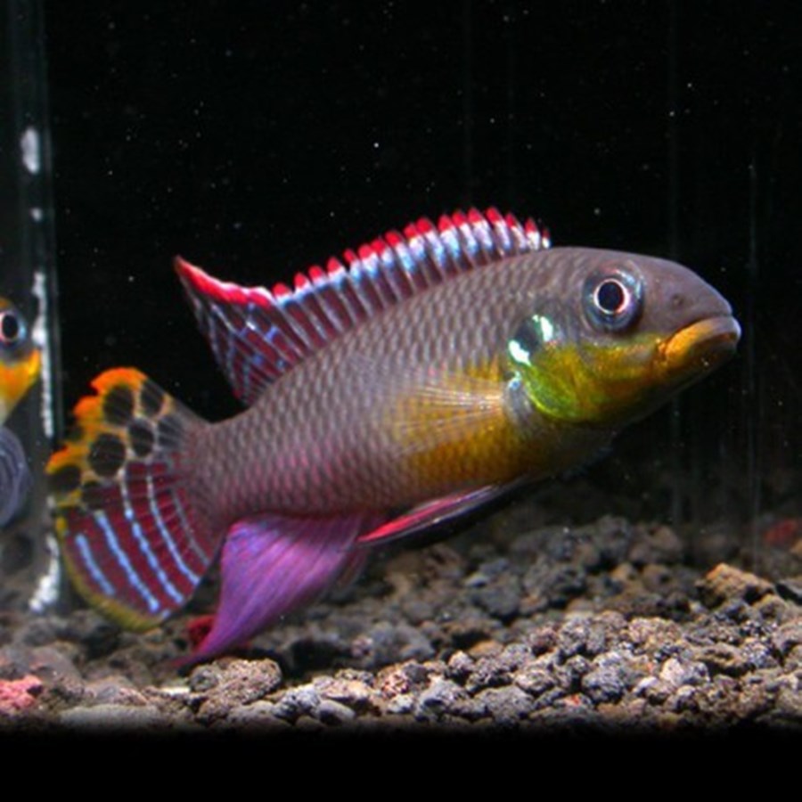 PELVI. TAENIATUS NIGERIA RED