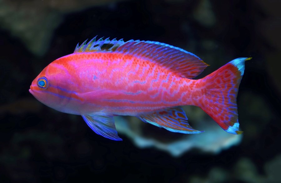 Pseudanthias bimaculatus (male) (small)