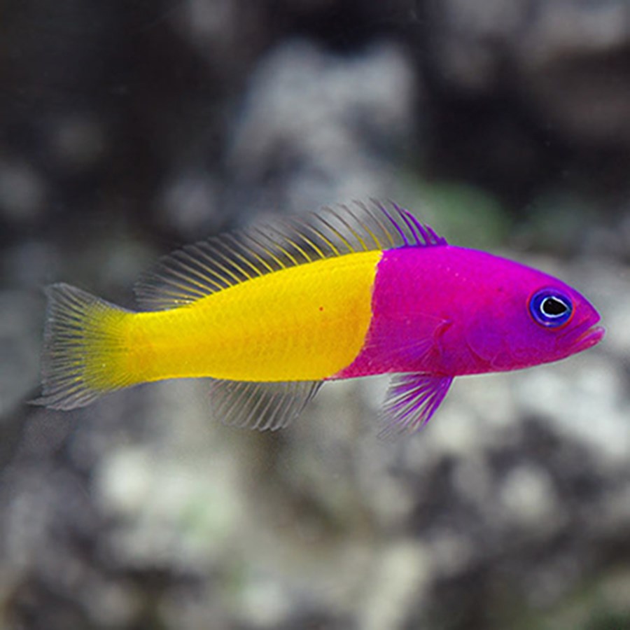 Pictichromis paccagnellae (small)