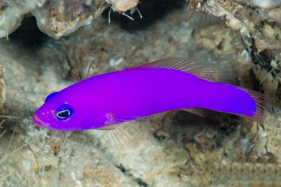 Pictichromis porphyrea (small)