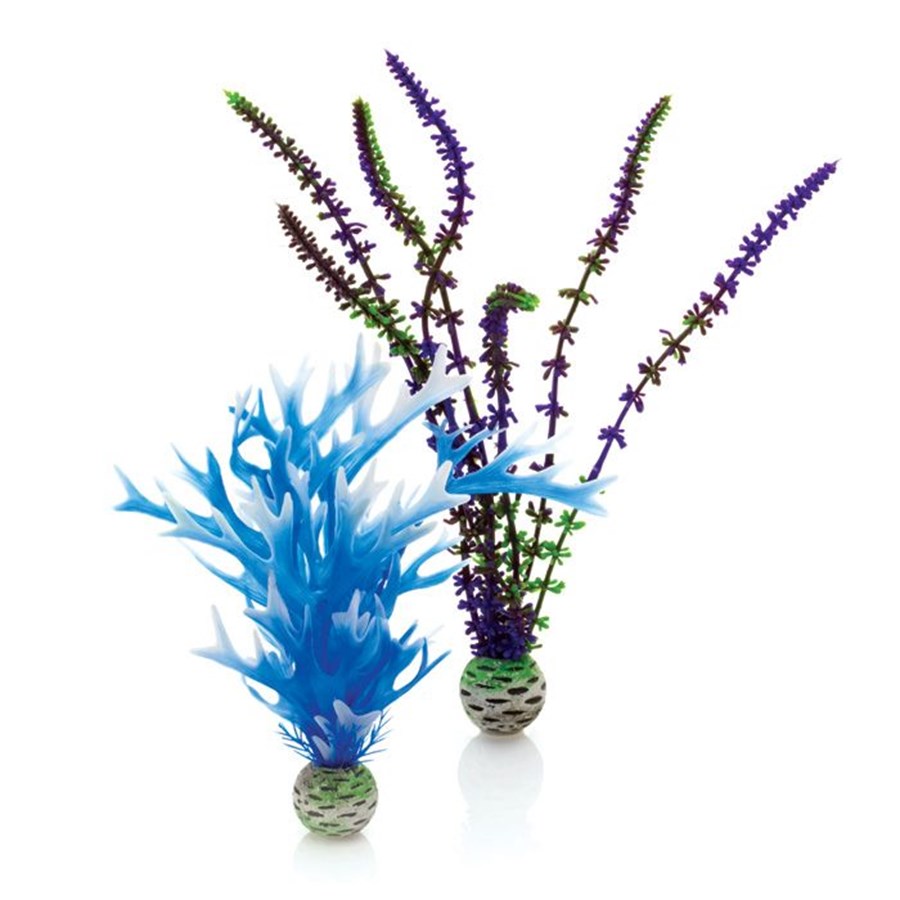 Set de plantes moyennes bleues&violettes