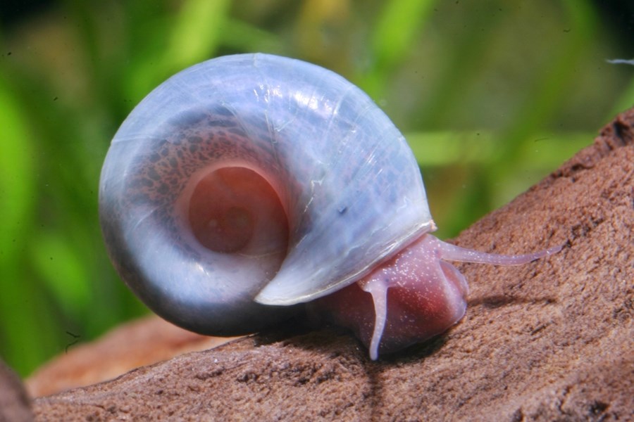 PLANORBE BLEU