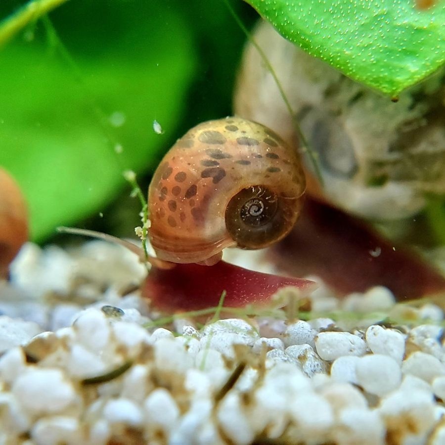 PLANORBE LEPOARD